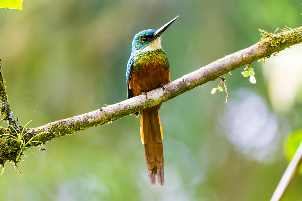 Rufous-tailed Jacamar (Galbula ruficauda)