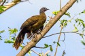 Rufous-vented Chachalaca (Rufous-tipped) (Ortalis ruficauda ruficauda)