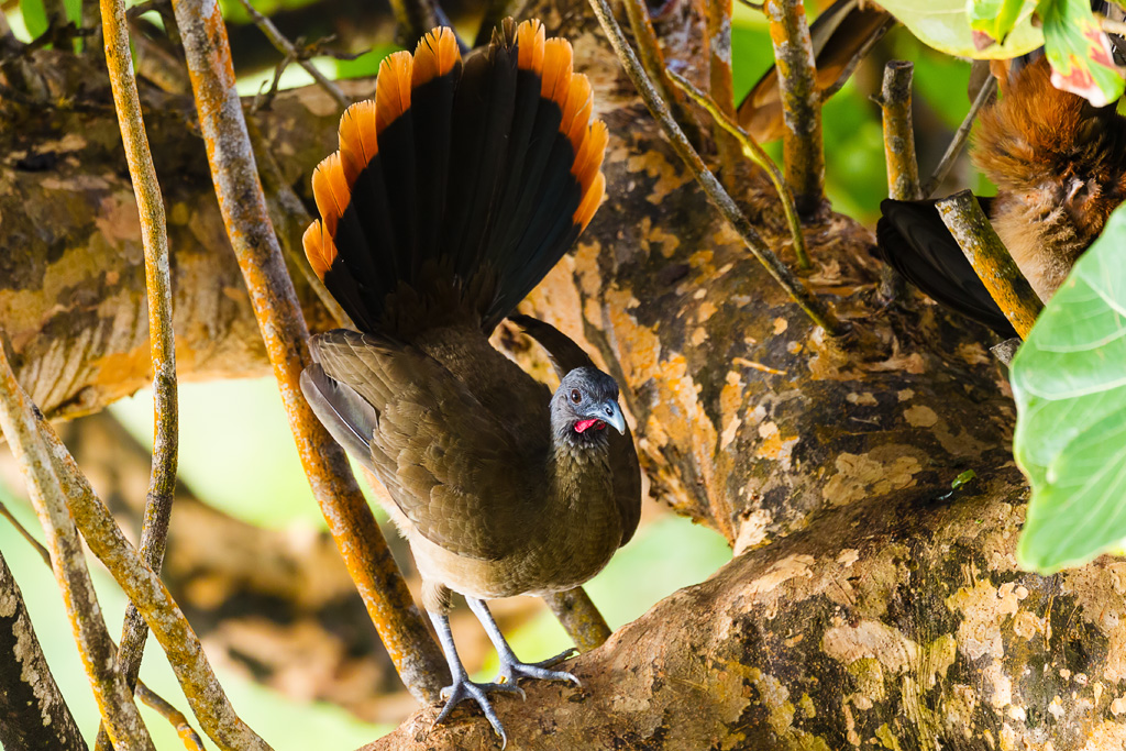 Rufous-vented Chachalaca (Rufous-tipped) (Ortalis ruficauda ruficauda)