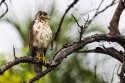 Rufous Crab Hawk (Buteogallus aequinoctialis)