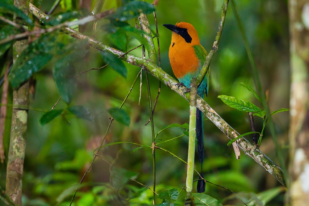 Rufous Motmot (Baryphthengus martii)