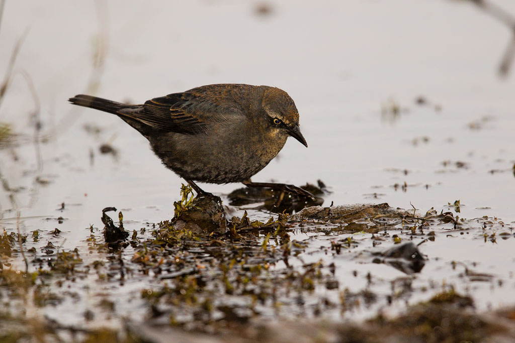 Rusty Blackbird (Euphagus carolinus)