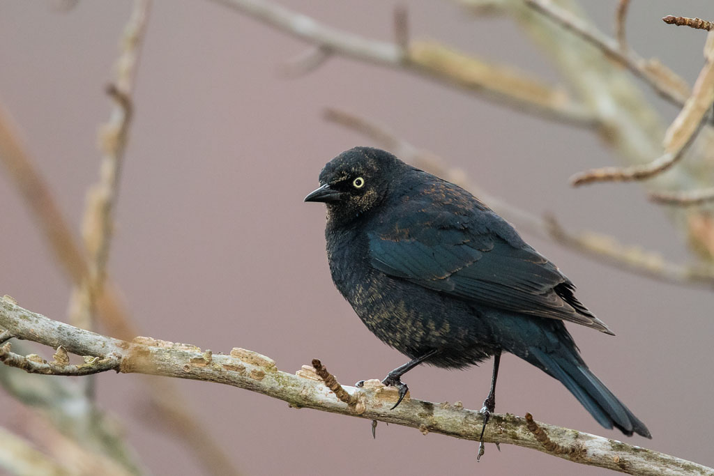 Rusty Blackbird (Euphagus carolinus)