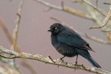 Rusty Blackbird (Euphagus carolinus)