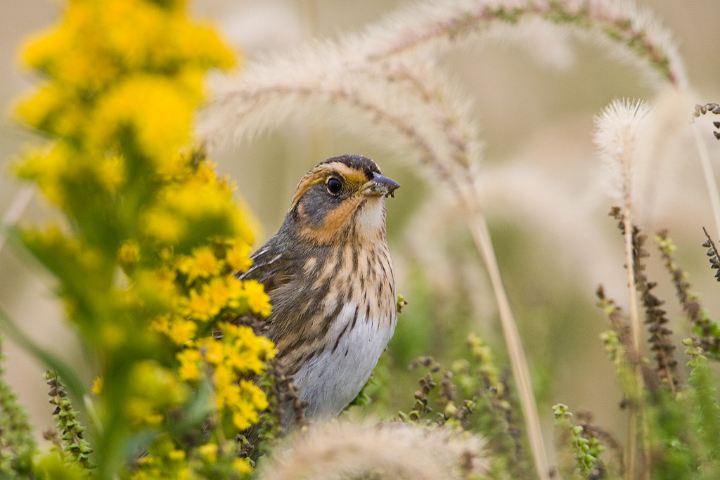 Saltmarsh Sharp-tailed Sparrow (Ammodramus caudacutus)