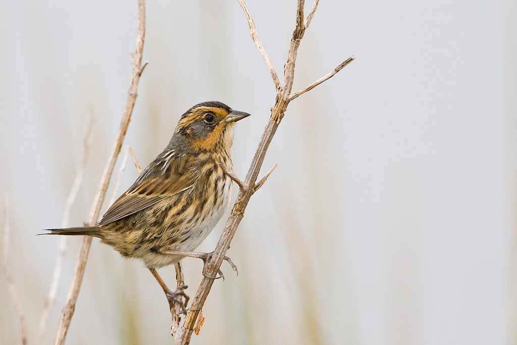 Saltmarsh Sharp-tailed Sparrow (Ammodramus caudacutus)