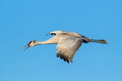 Sandhill Crane (Grus canadensis)