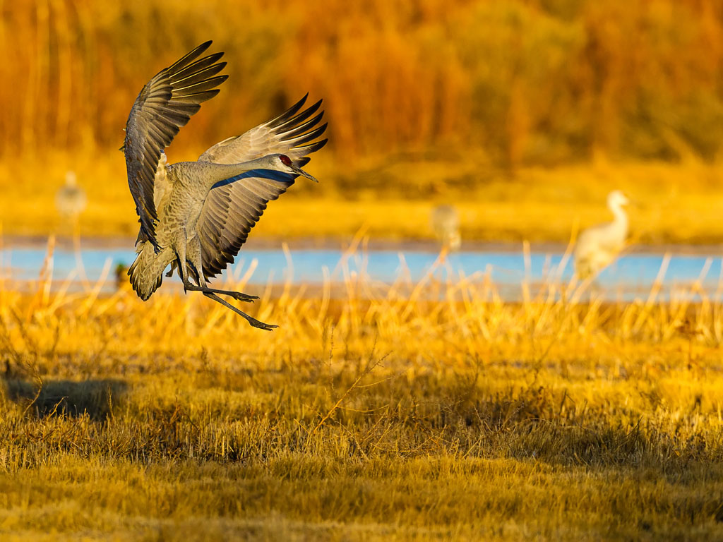 Sandhill Crane (Grus canadensis)