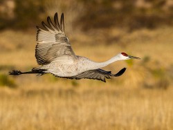 Sandhill Crane (Grus canadensis)