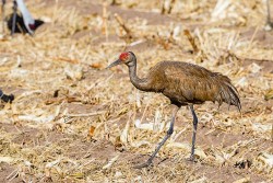 Sandhill Crane (Grus canadensis)