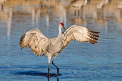 Sandhill Crane (Grus canadensis)