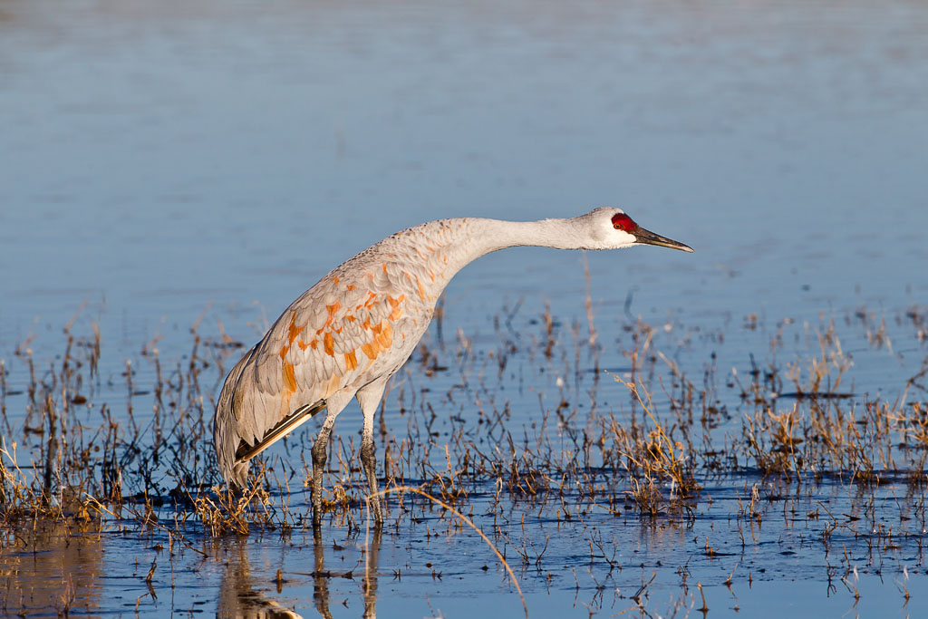 Sandhill Crane (Grus canadensis)