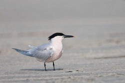 SandwichTern (Sterna sandvicensis)