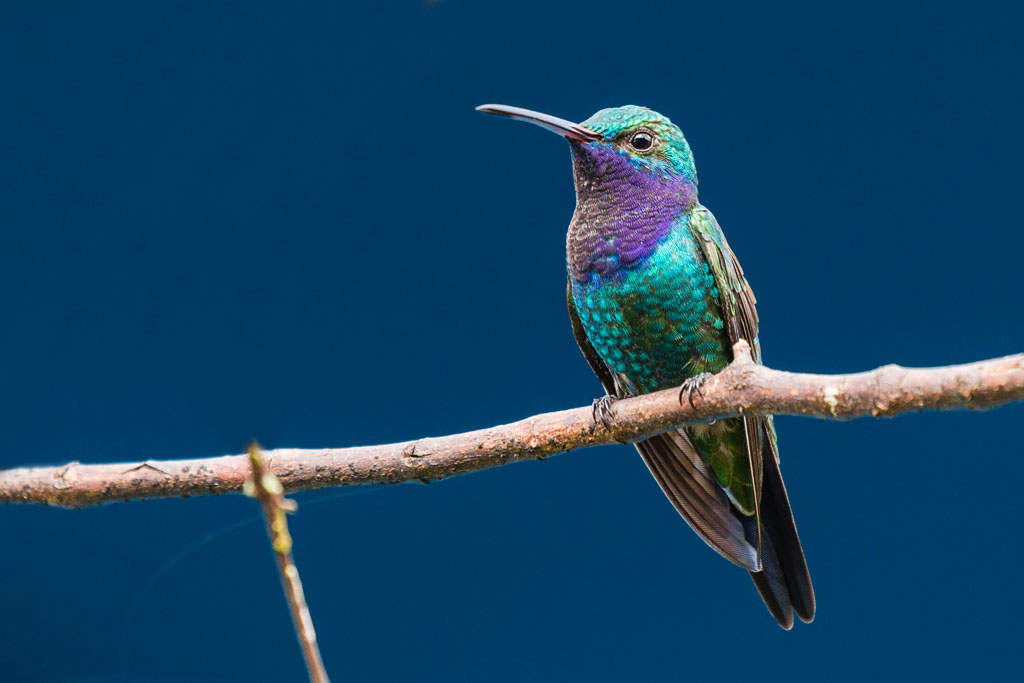 Sapphire-throated Hummingbird (Lepidopyga coeruleogularis)