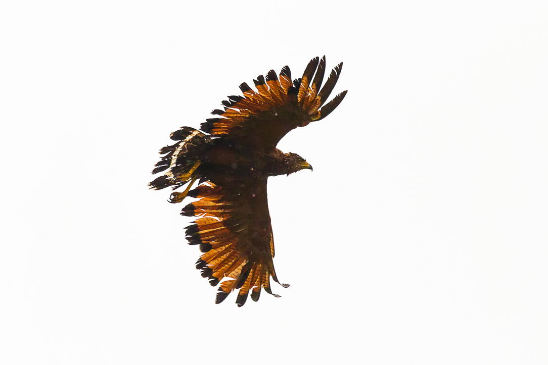 Savanna Hawk (Buteogallus meridionalis)