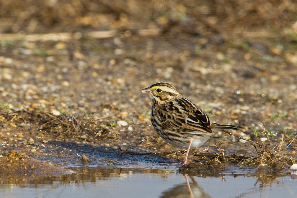 Savannah Sparrow (Passerculus sandwichensis)