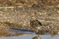 Savannah Sparrow (Passerculus sandwichensis)