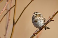 Savannah Sparrow (Passerculus sandwichensis)