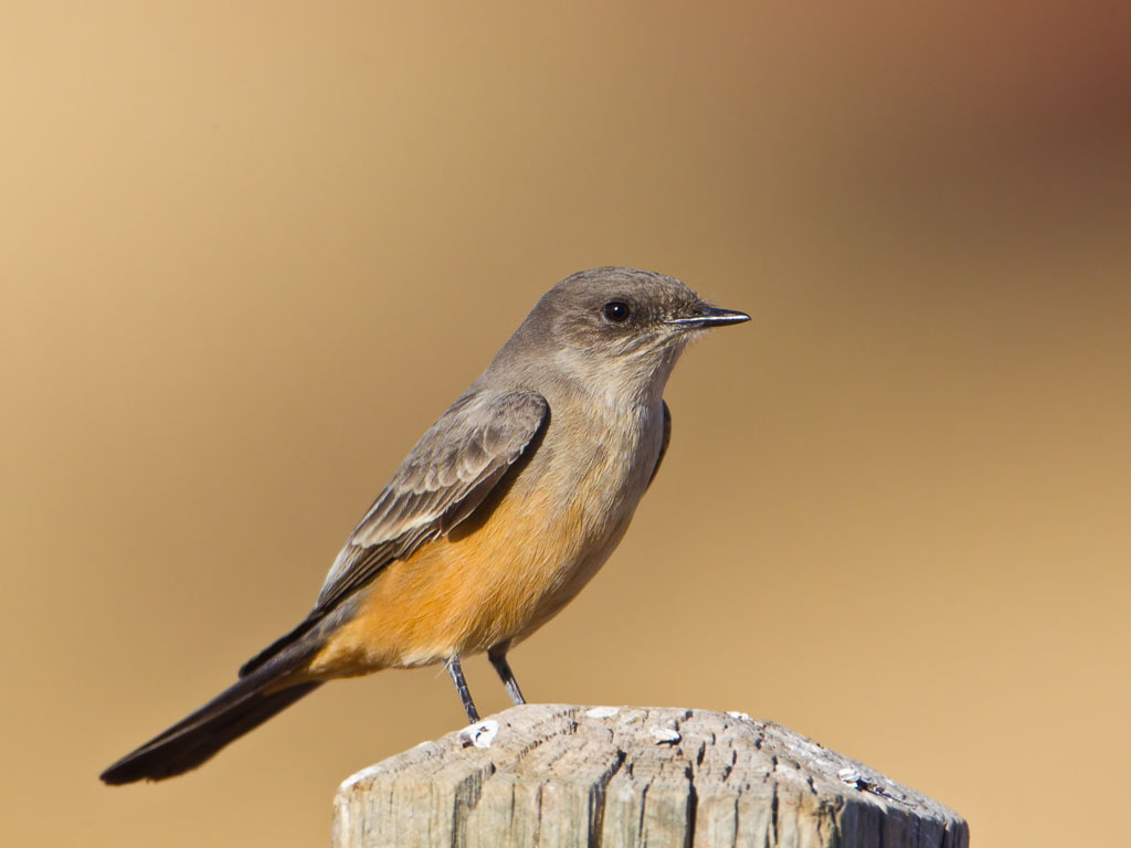 Say's Phoebe (Sayornis saya)