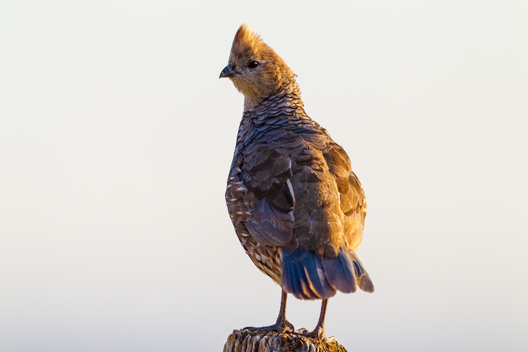 Scaled Quail (Callipepla squamata)