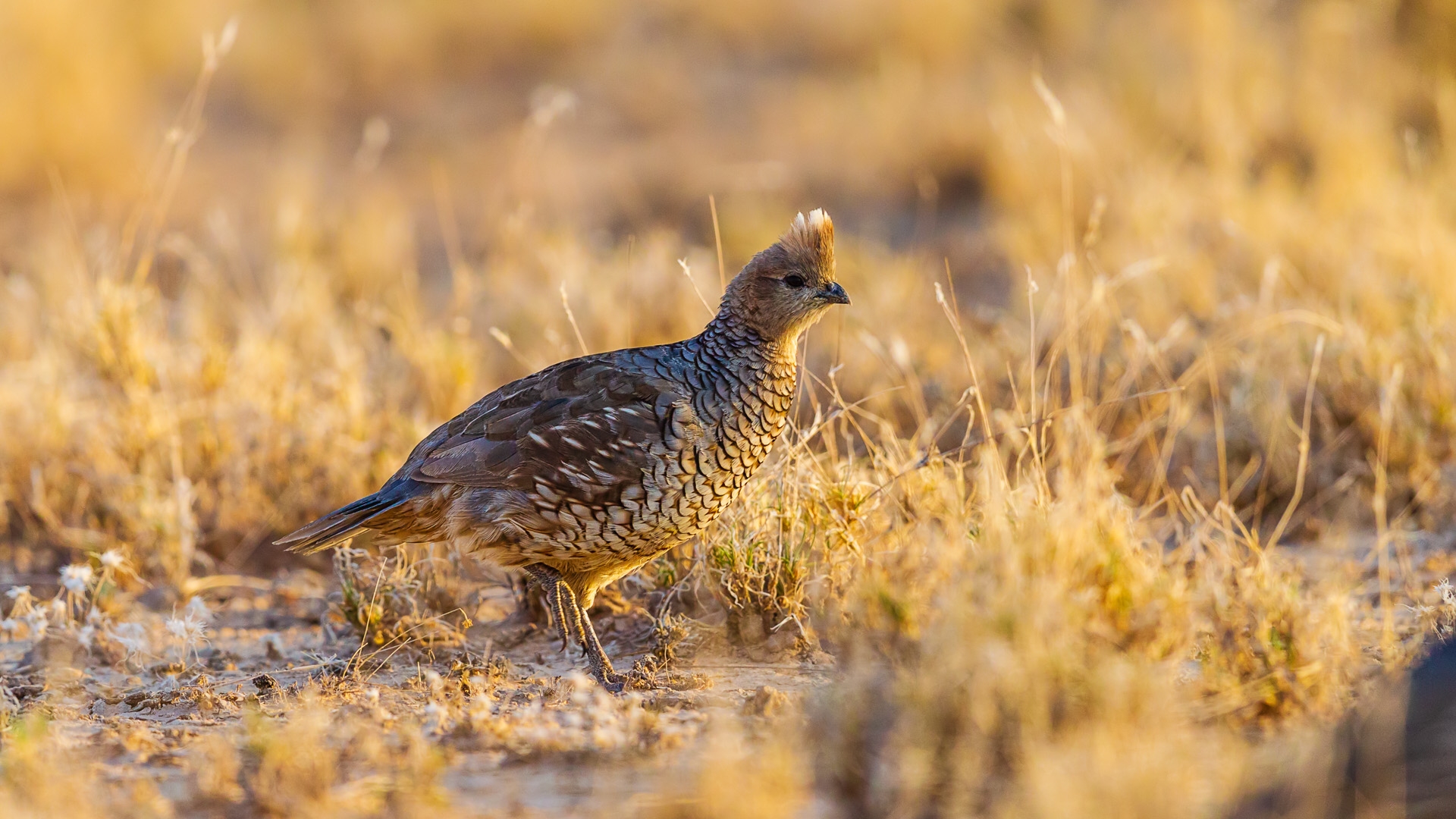 Scaled Quail (Callipepla squamata)