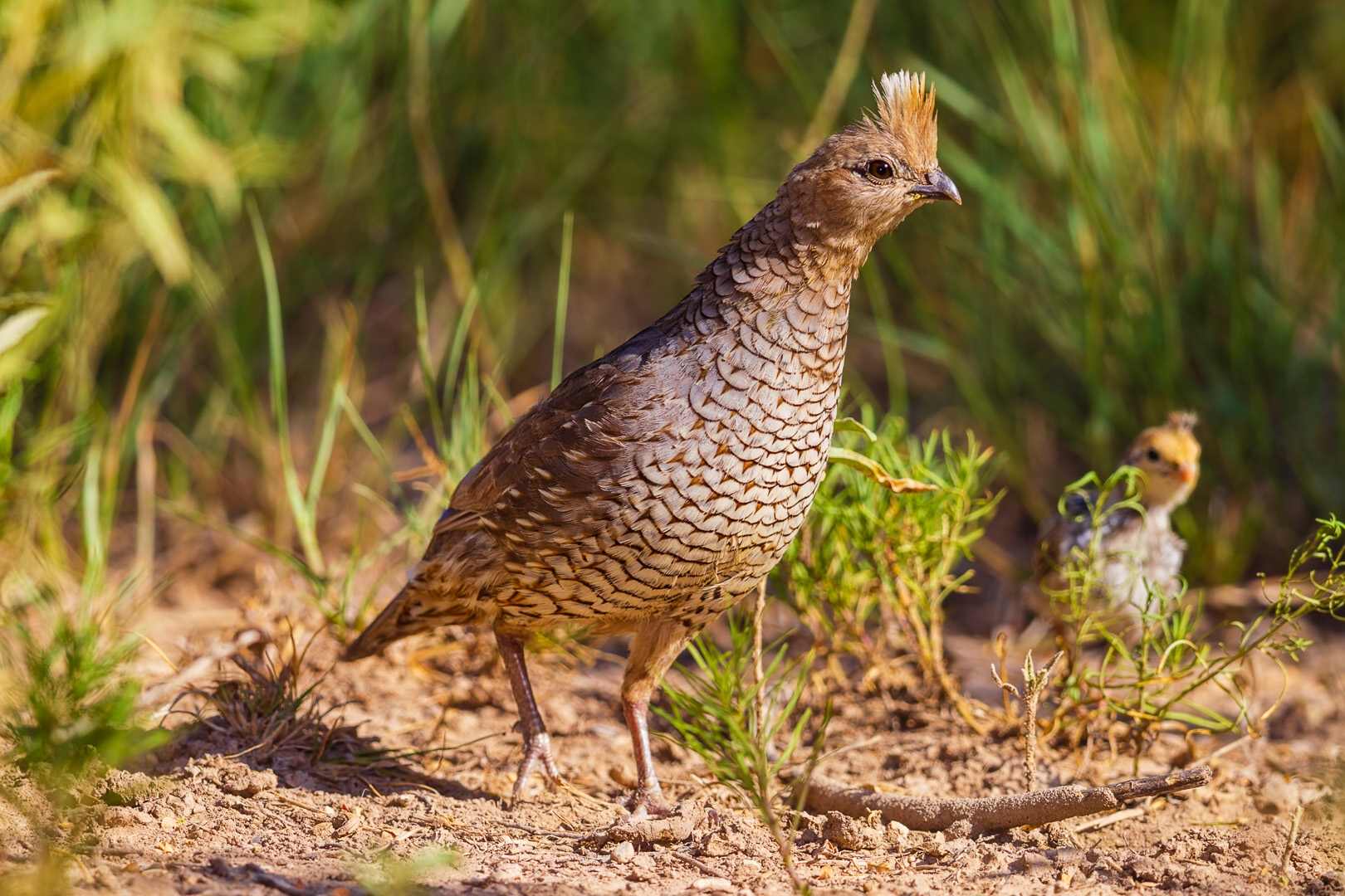 Scaled Quail (Callipepla squamata)