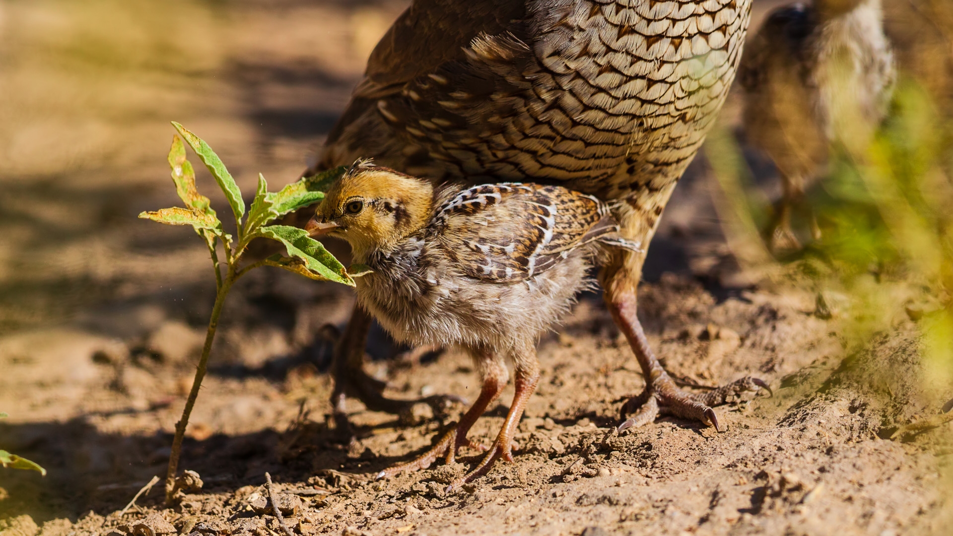 Scaled Quail (Callipepla squamata)