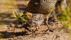 Scaled Quail (Callipepla squamata)