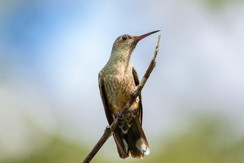 Scaly-breasted Hummingbird (Phaeochroa cuvierii)