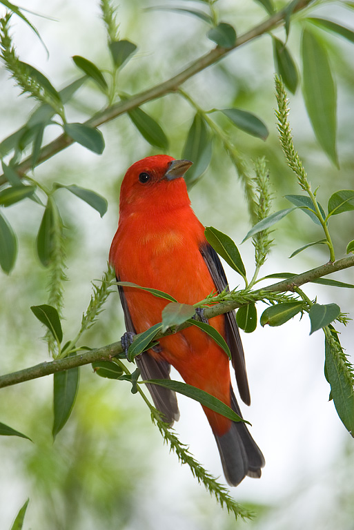 Scarlet Tanager (Piranaga olivacea)