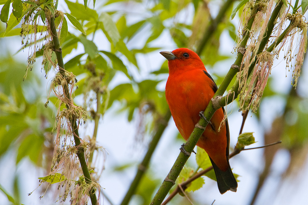 Scarlet Tanager (Piranga olivacea)