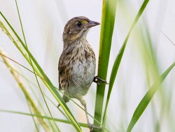 Seaside Sparrow (Ammodramus maritimus)