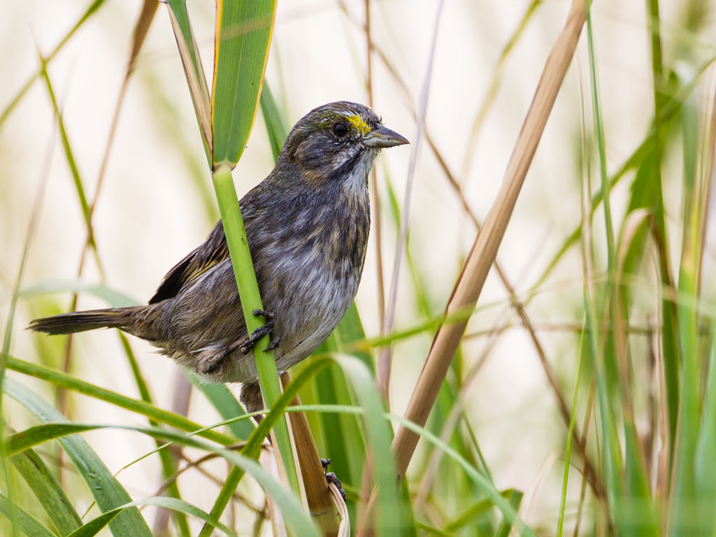 Seaside Sparrow (Ammodramus maritimus)