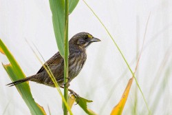 Seaside Sparrow (Ammodramus maritimus)