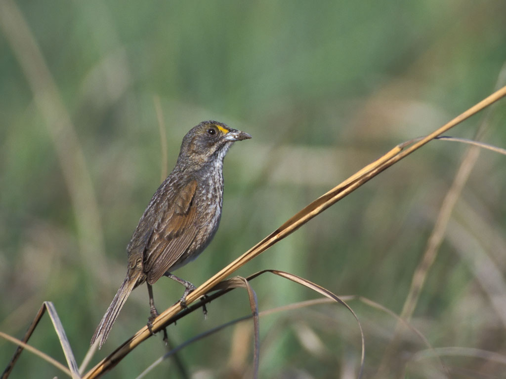 Seaside Sparrow (Ammodramus maritimus)