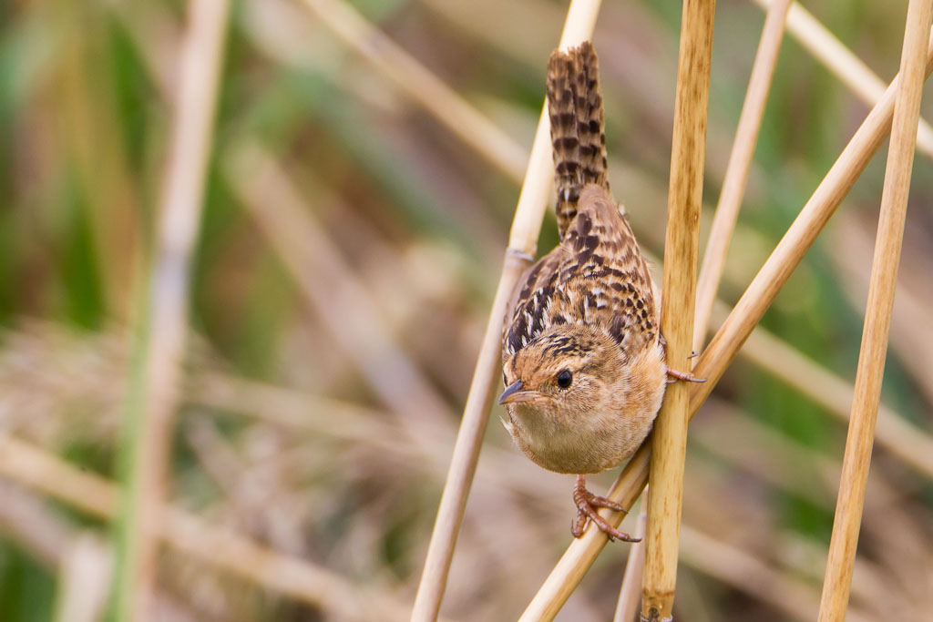 Sedge Wren (Cistothorus platensis)