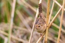 Sedge Wren (Cistothorus platensis)