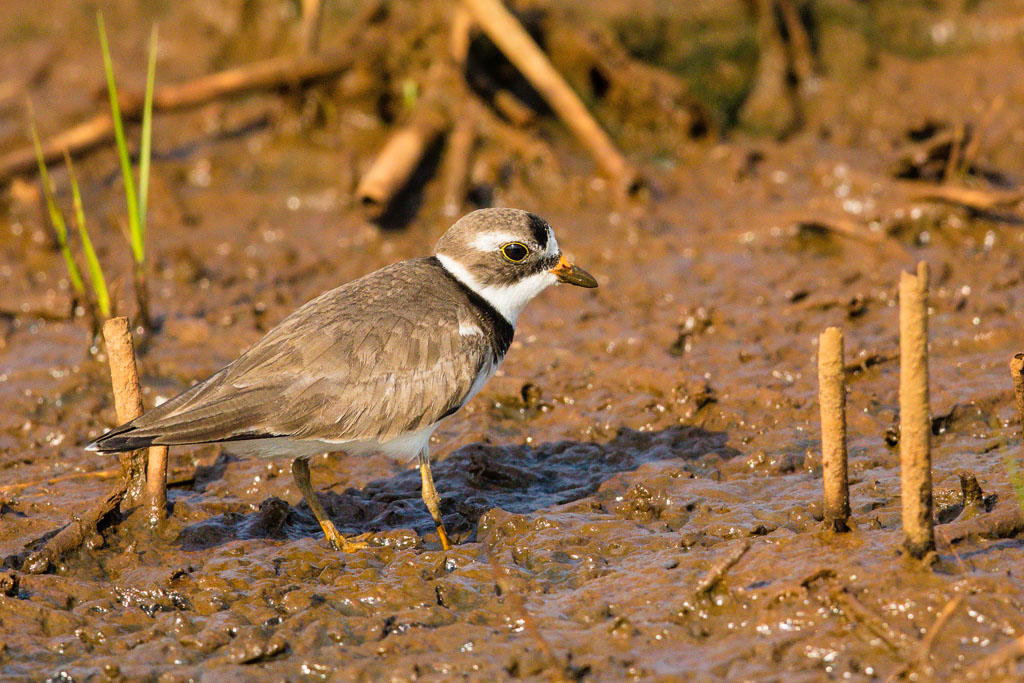 Semipalmated Plover (Charadrius semipalmatus)