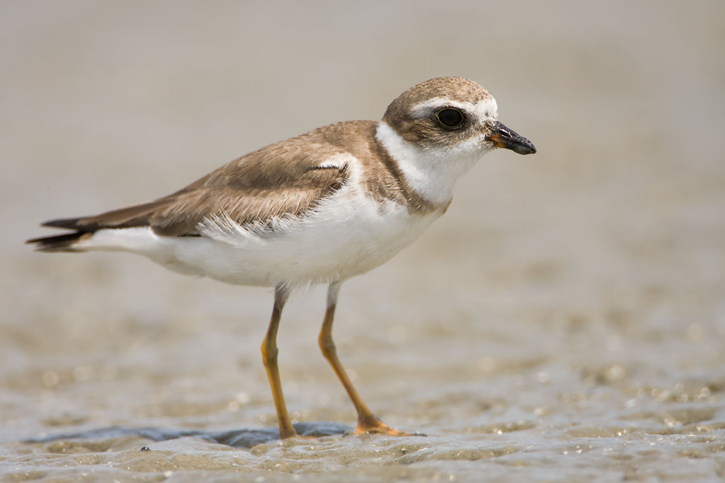 Semipalmated Plover (Charadrius semipalmatus)