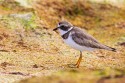 Semipalmated Plover (Charidrius semipalmatus)