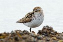 Semipalmated Sandpiper (Calidris pusilla)