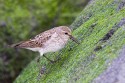 Semipalmated Sandpiper (Calidris pusilla)