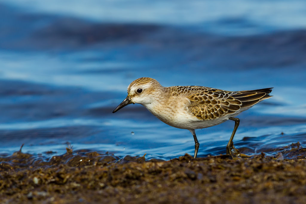 Semipalmated Sandpiper (Calidris pusilla)