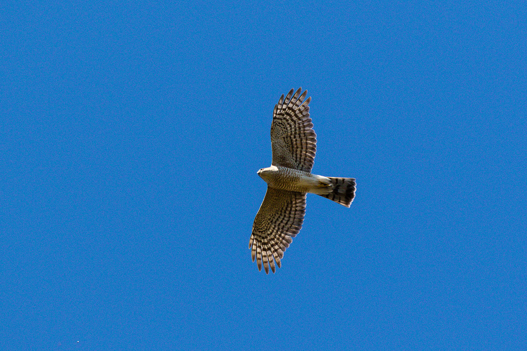 Sharp-shinned Hawk (Accipiter striatus)