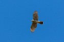 Sharp-shinned Hawk (Accipiter striatus)