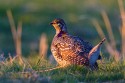 Sharp-tailed Grouse (Tympanuchus phasianellus)