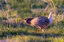 Sharp-tailed Grouse (Tympanuchus phasianellus)