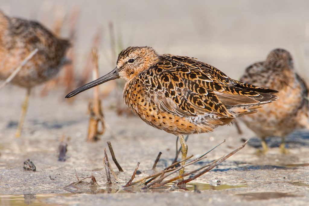 Short-billed Dowitcher (Limnodromus griseus)