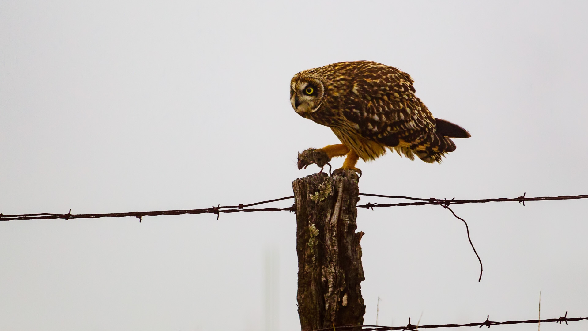 Short-eared Owl (Hawaiian) (Asio flammeus sandwichensis)