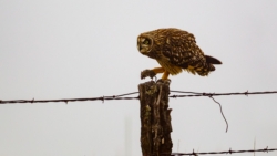 Short-eared Owl (Hawaiian) (Asio flammeus sandwichensis)